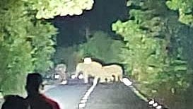 Wild Elephants Gadchiroli