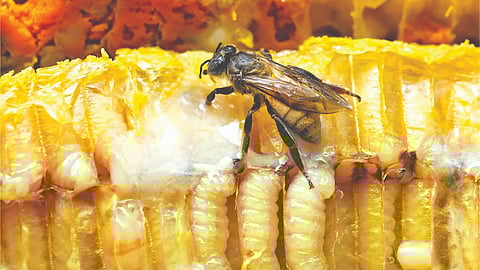 Exprements Of bee immune System