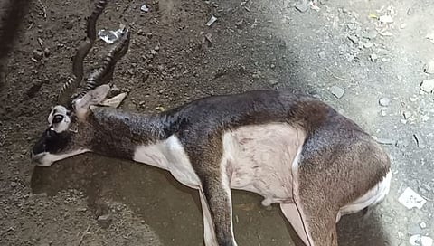Blackbuck injured
