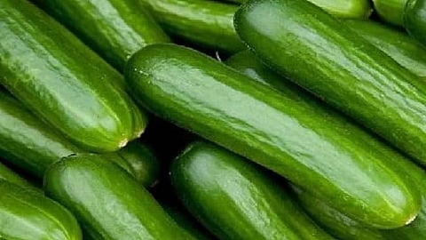 काकडीचे नियमित सेवन आरोग्यासाठी फायदेशीर ठरते