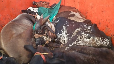 गोवंशाची वाहतूक