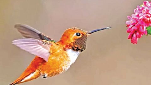 backward flying bird