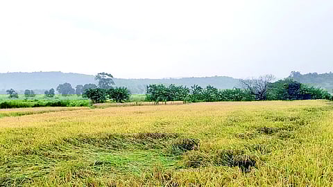 Return of rains hit paddy cultivation in Pen