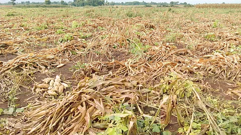 Crop Damage