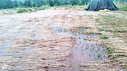 Nashik Trimbakeshwar | Hundreds of acres of rice crops in water; Hit by the return rain