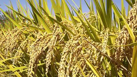 Cost of rice production