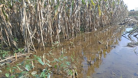 आमदर पाझर तलाव, पिंपळनेर