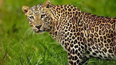 Leopard news