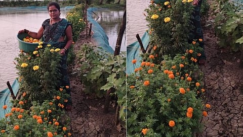 Raigad | Flower cultivation on khar farm land