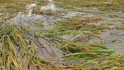 unseasonal rain impact