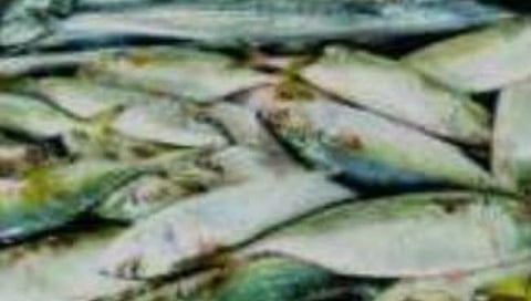 Decrease in fish supply from creek