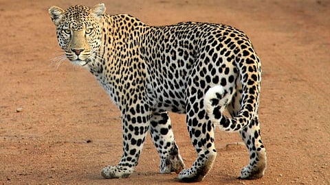 Leopard News