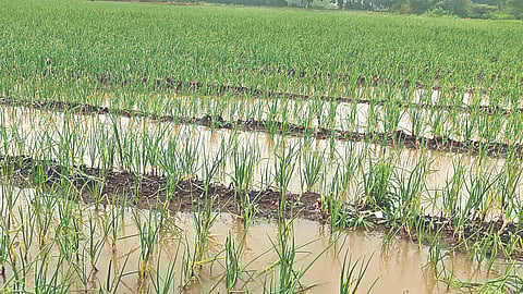 चांदवड, नाशिक