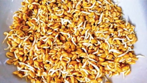 health benefits of sprouted fenugreek
