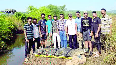 Giant crocodile found in Pabhare Panchkroshi stream