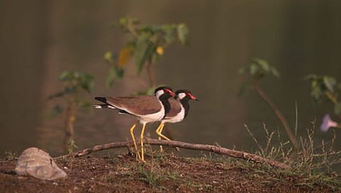 Water birds at Hadgaon Lake