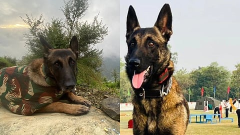 Indian Army dog Phantom