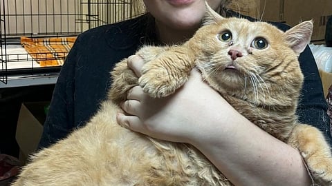 Fattest cat | जगातील सर्वांत लठ्ठ मांजराचा मृत्यू; वजन कमी करूनही जीव गमावला