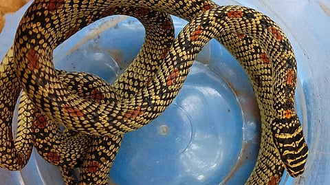 Rare flying 'sonsarp' found in Ghotgewadi, curiosity among snake friends