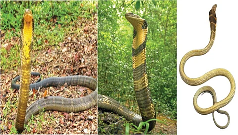 four species of king cobra