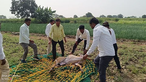 Blue bull rescued from well