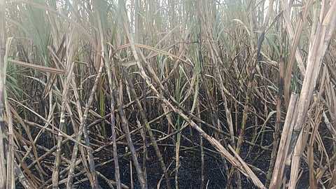 Fire of Sugarcane Farm at Kolhapur