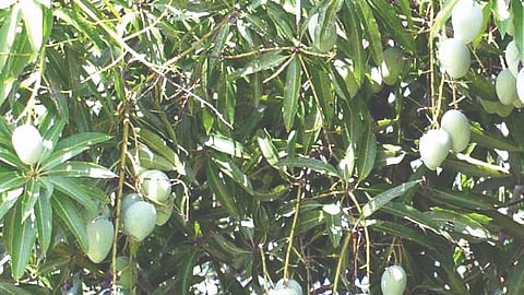 Mango Farmers News