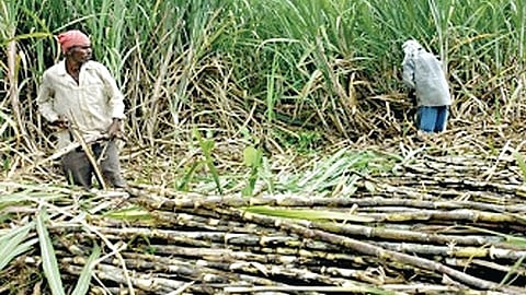 Sangli Sugarcane Rate |