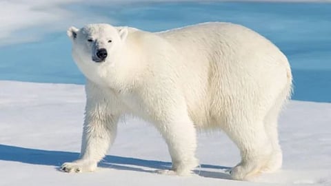 World Unique Information