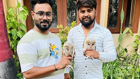 Nagpur rescue Owl