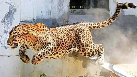 leopard-attacks-increase-nashik