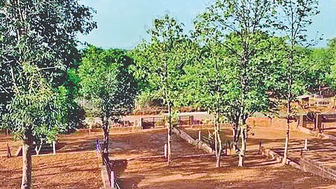 Dapoli property ownership