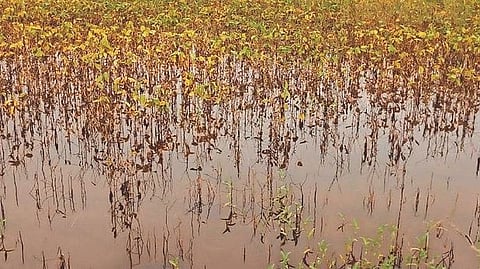 Farmers affected by heavy rains
