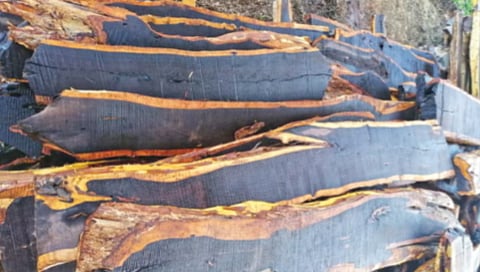 most expensive wood in the world