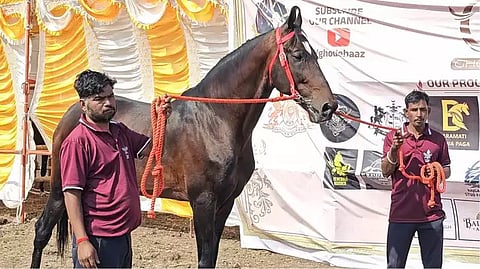Sarangkheda horse market