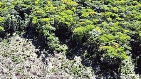 Chandrapur Forest Area Decrease |