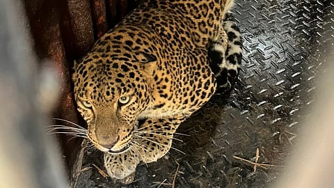 Junnar News, leopard