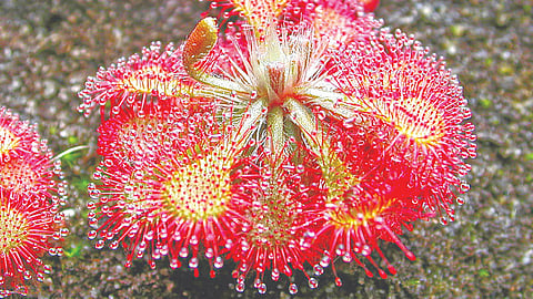 Sundew Plant |
