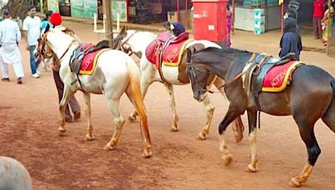 Matheran Environment | Impact of Horses on the Environment of Matheran