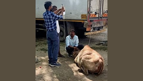 Cow smuggling