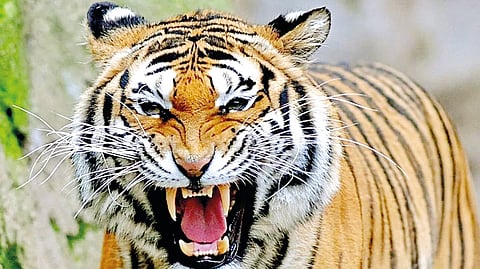 Chandrapur Tiger News |