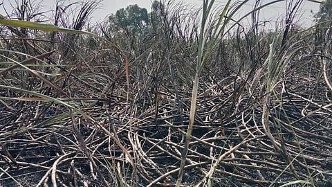 न-हापूर शिवारातील ३ एकरातील ऊस जळून खाक झाला.