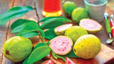 health benefits of eating guava in winter