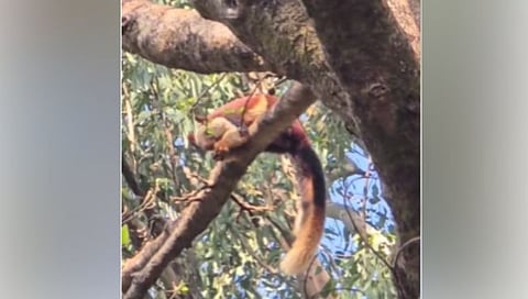 Shekru sighting in Radhanagari Wildlife Sanctuary