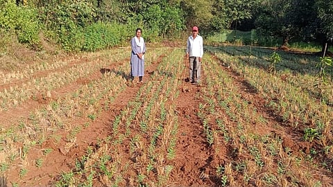 Cultivation in Ambernath | अंबरनाथ तालुक्यात भुईमूग, मसूर, हरभरा लागवड