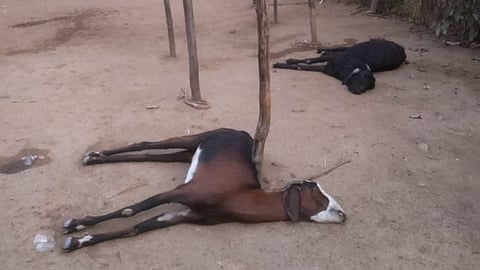 मधमाशांच्या हल्ल्यात ठार झालेल्या बकऱ्या