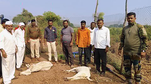 Nashik Leopard Attack