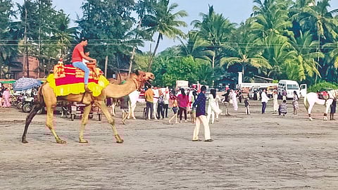 New Year Celebrations Dapoli