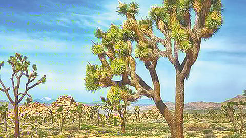 अनोखी वनस्पती, जी वाळवंटात उगवते अन् 500 वर्षे जिवंत राहते!