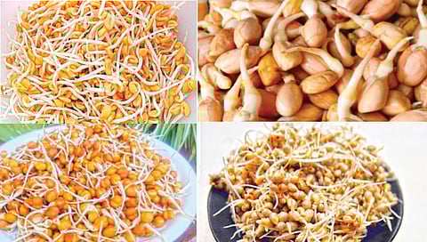 These sprouts are also beneficial in winter